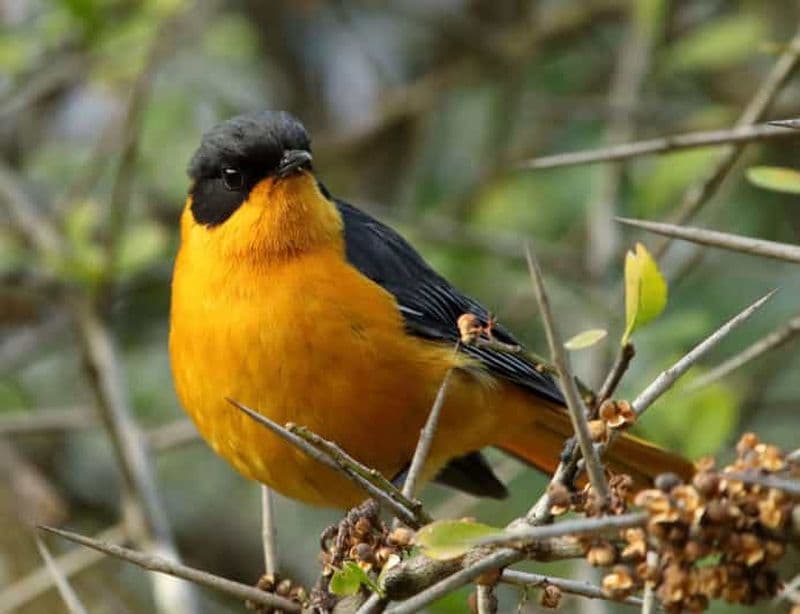Richards Bay : excursion d'observation des oiseaux dans la forêt de Dlinza
