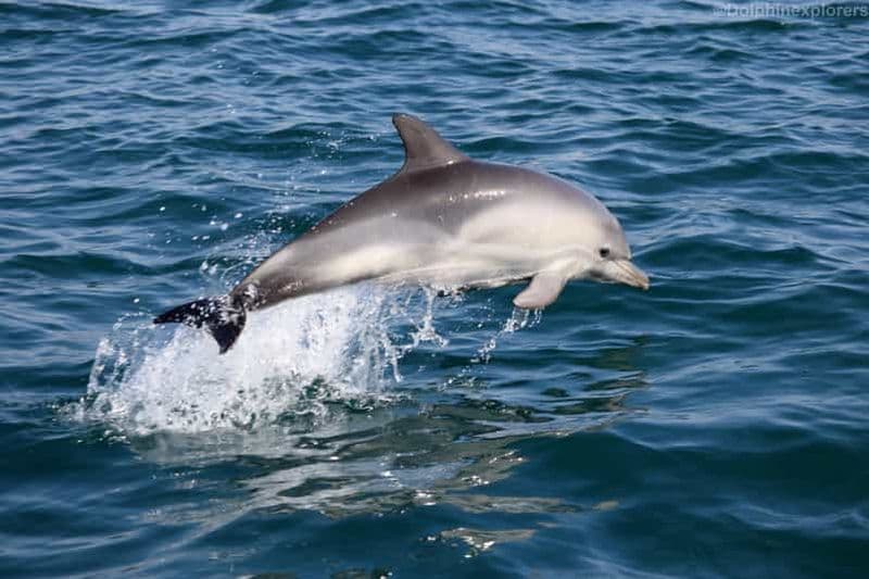 Cascais : Observation des dauphins en bateau à moteur