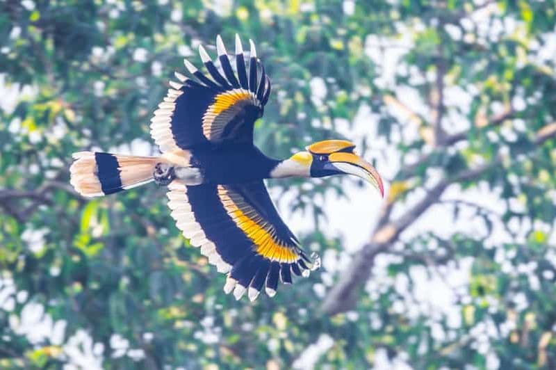 Au départ de Khaosok : demi-journée d'observation des oiseaux et d'exploration de la faune.