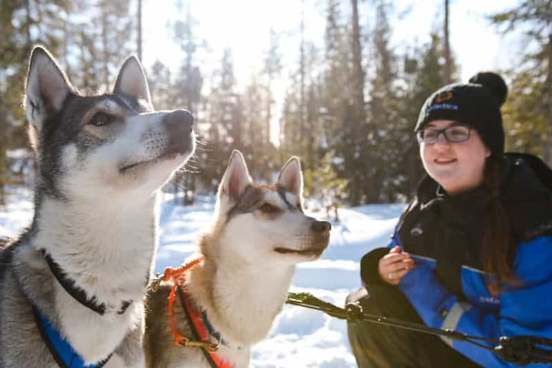 Rovaniemi : Safari au Husky en journée