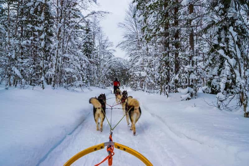 Rovaniemi : 1 heure d'expérience en traîneau à huskies en autotour