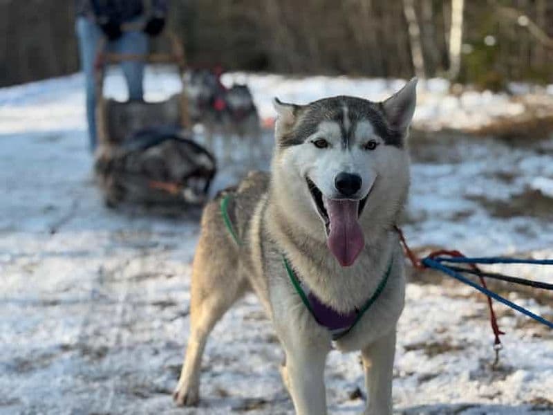 Riga : balade en traîneau à chiens huskies et descente en bobsleigh