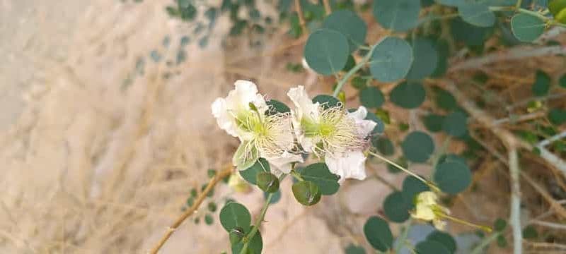 Eilat : excursion matinale en jeep dans les montagnes d'Eilat
