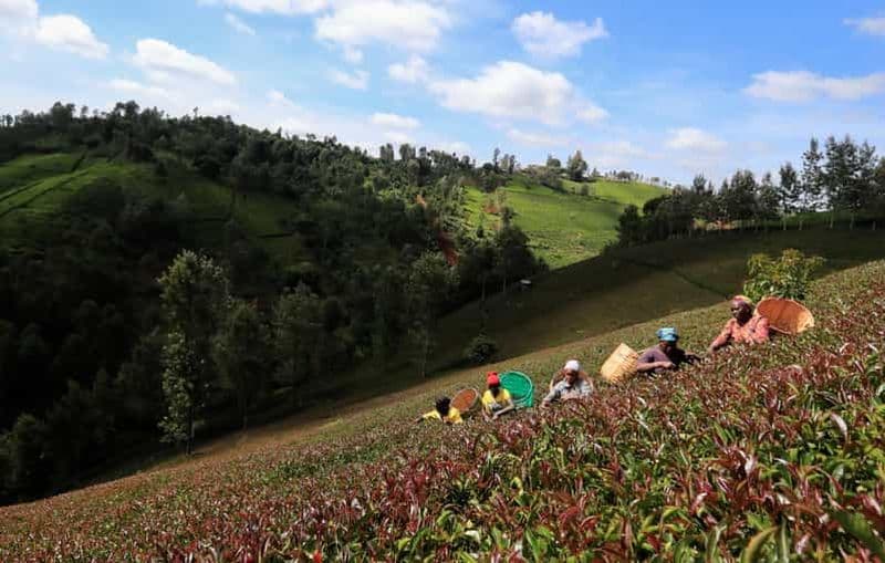 Visite d'une ferme de thé violet au départ de Nairobi avec dégustation de thé et déjeuner