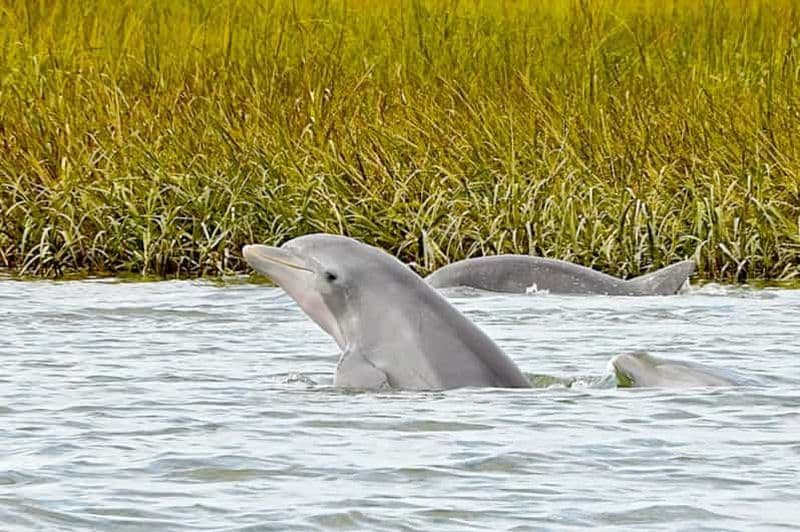 Savannah : Excursion à la recherche des dauphins avec un capitaine expérimenté