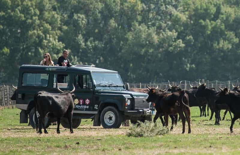 Safari 4x4 en Camargue / Tour VIP 3h30 / Grau du Roi