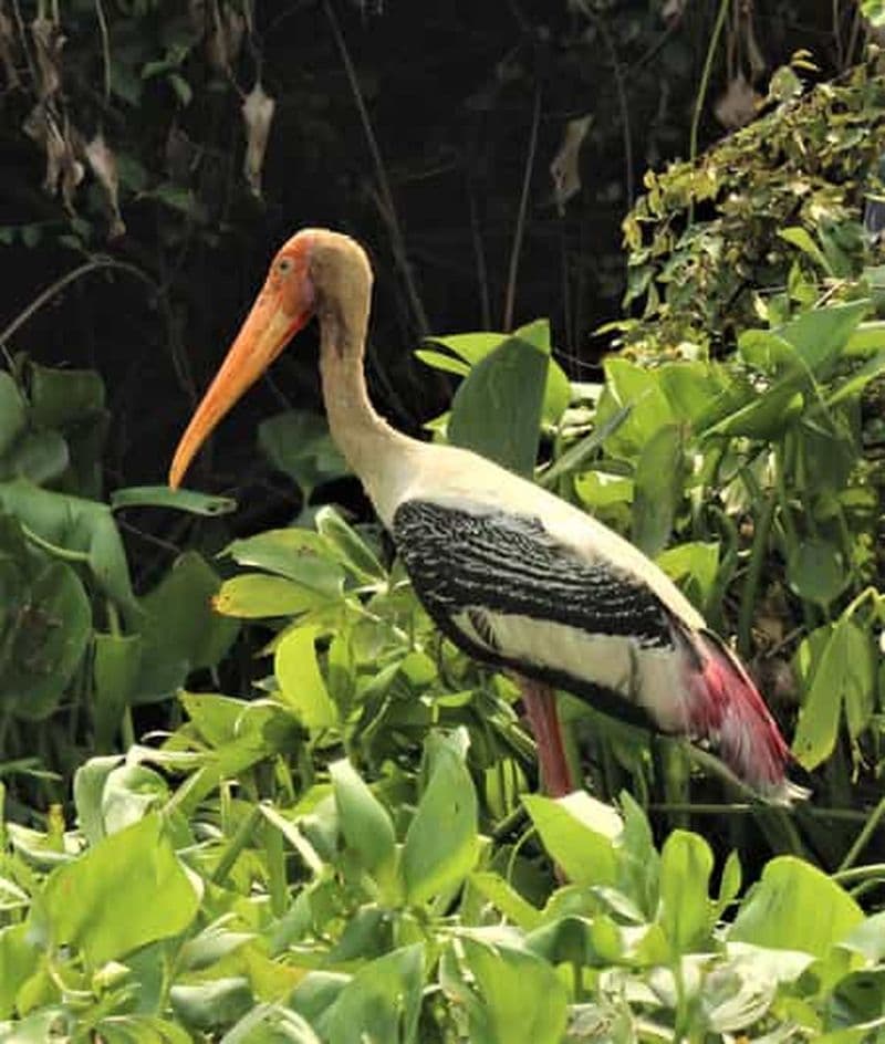 Observation des oiseaux et circuit découverte dans la biodiversité de Pearaing