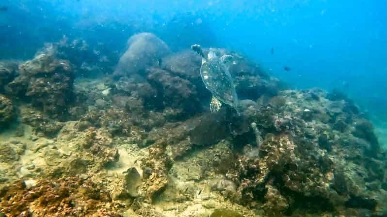 Phuket : expérience de plongée sous-marine sur un récif de corail immaculé