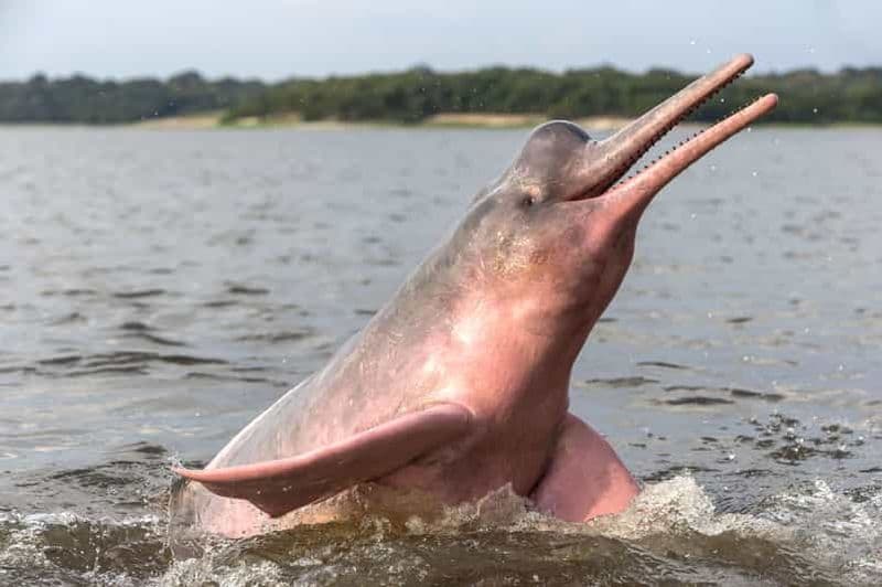 Manaus : Excursion guidée d'une journée chez les dauphins d'Amazonie avec bateau et prise en charge