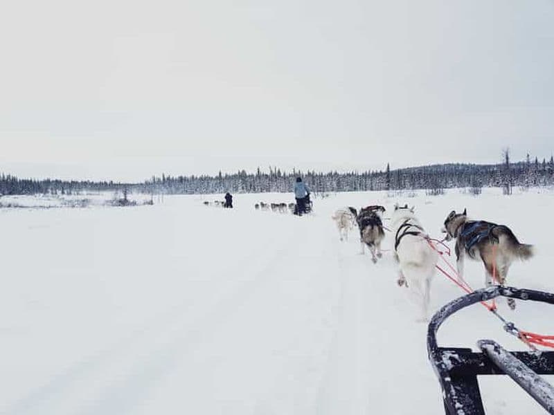 Kiruna : Randonnée en traîneau à chiens Husky avec déjeuner