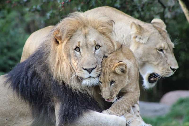 Safari des éléphants d'Addo : une journée complète d'observation de la faune