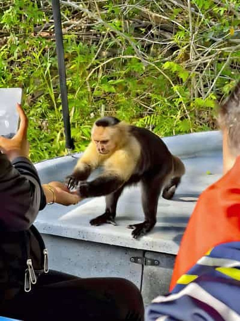 Visite du canal de Panama City : Safari sur l'île aux singes