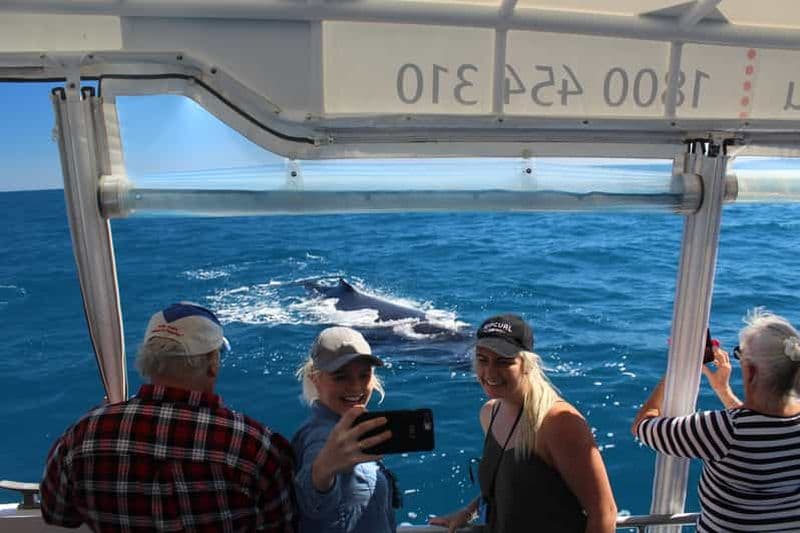 Billet Hervey Bay : L'expérience ultime d'observation des baleines