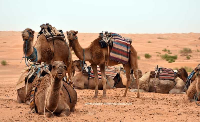 Safari de 3 jours dans le désert : 2 nuits, 4x4, quad et balade en chameau