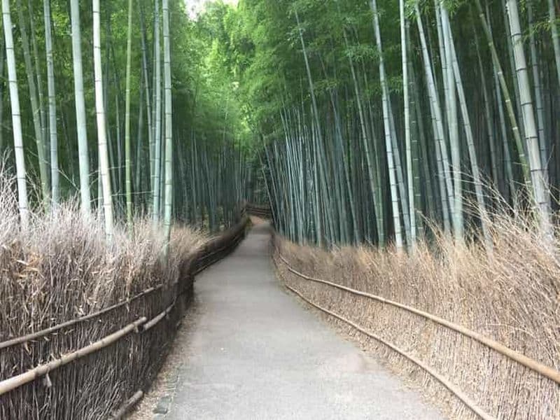 Kyoto, Arashiyama : visite guidée privée d'une demi-journée dans la bambouseraie