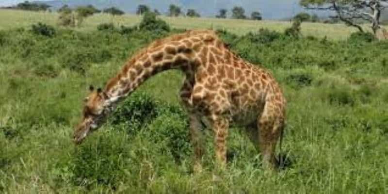 TOUR-L NAIVASHA/HELL'S GATE, CRESCENT ISLAND & GEOTHERMAL SPA