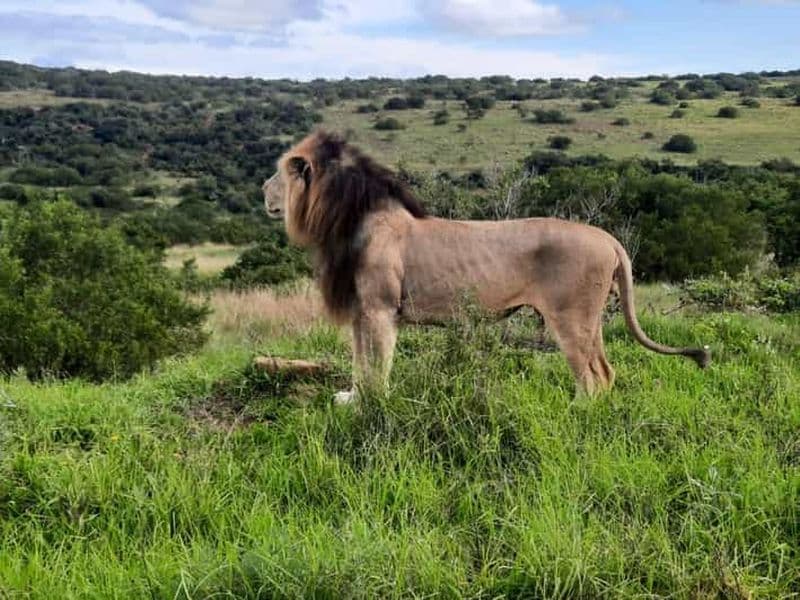 Addo Elephant Park : Safari Tour à la rencontre des Big 5 pour être satisfaits