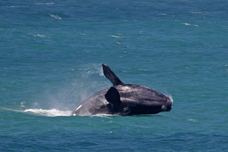 Au départ du Cap : visite d'une jounée à Hermanus pour observer les baleines