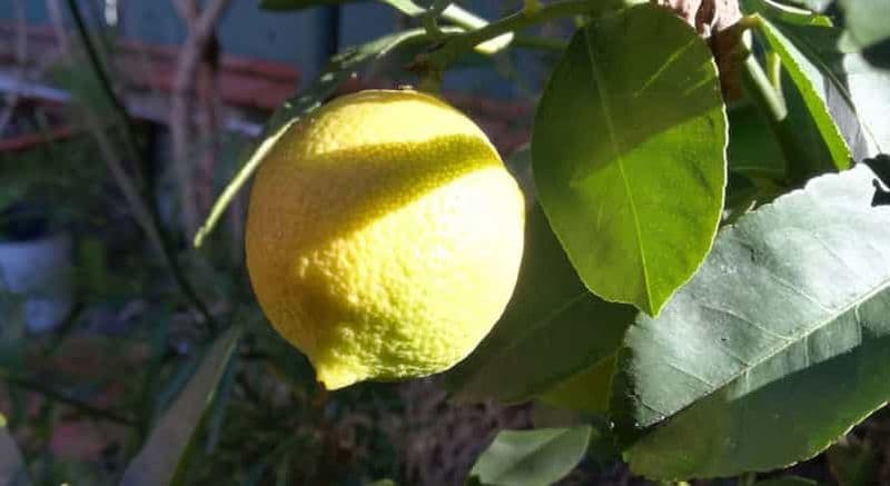 Palerme : cours de cuisine et de limoncello