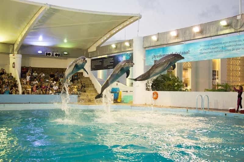 Entrée à l'aquarium interactif de Cancún + présentation des dauphins