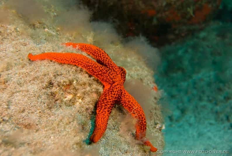 Billet La Palma : excursion de plongée en apnée dans l'Atlantique avec location de matériel complet