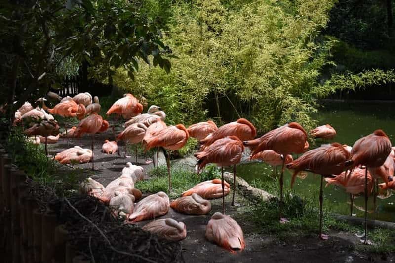 Depuis Puebla : Africam Safari Visite privée tout compris