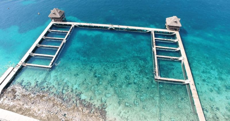 Cozumel : Nage avec les dauphins et interaction avec les lamantins