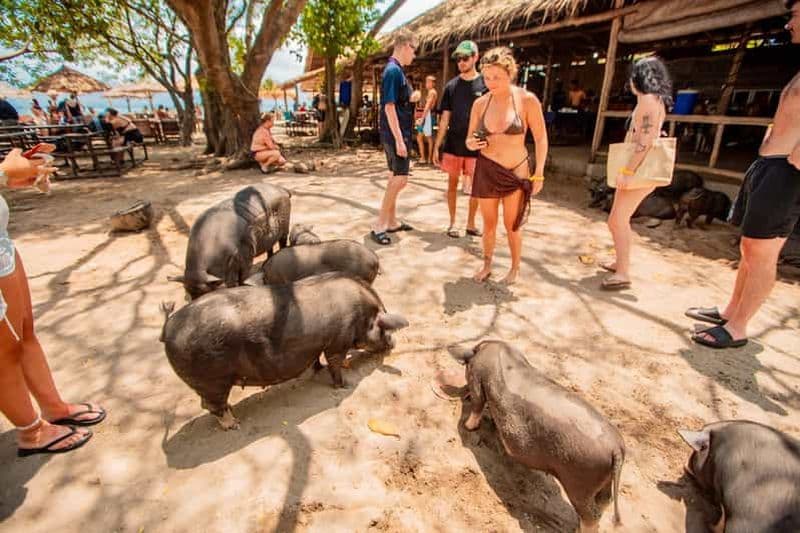 Koh Samui : Excursion d'une journée sur l'île aux cochons en bateau à moteur