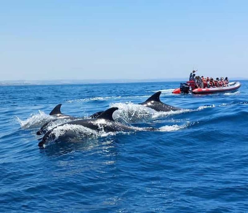 Depuis Albufeira : visite guidée en bateau des grottes de Benagil et des dauphins
