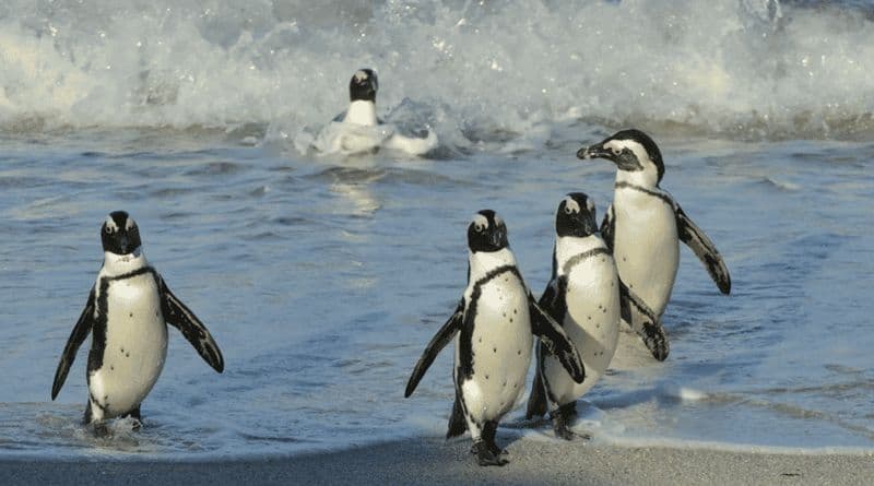 Table Mountain, Cape Point & Penguin Beach ENTRÉE INCLUSE