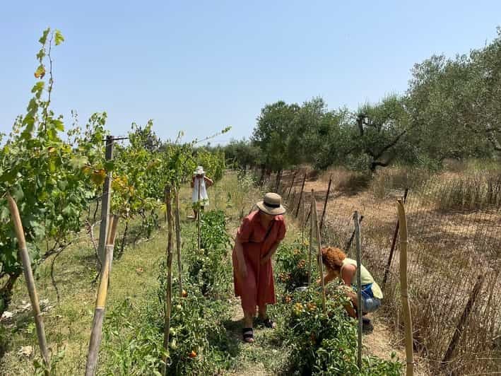 Billet Corfou : Visite et dégustation de vignobles