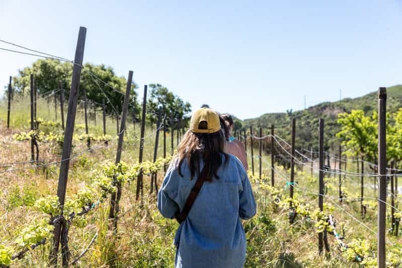 Billet Malibu : randonnée guidée dans les vignobles avec arrêts photos et dégustation de vin