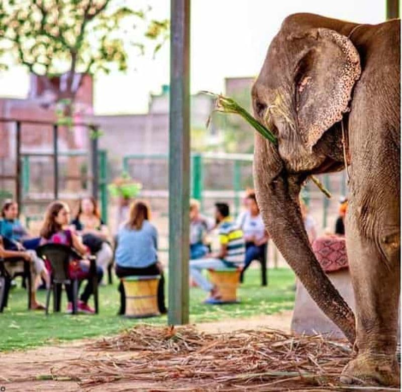 Jaipur : visite touristique + visite à pied + gastronomie + activités avec des éléphants