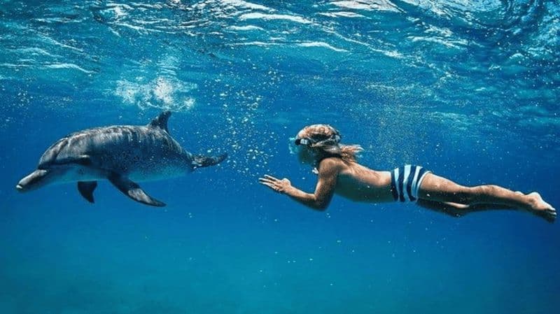 Bateau à moteur sur l'île aux Bénitiers + nage avec les dauphins et déjeuner