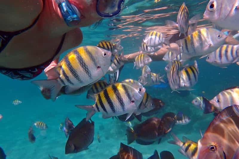 Plongée sous marine au départ des Trois Ilets