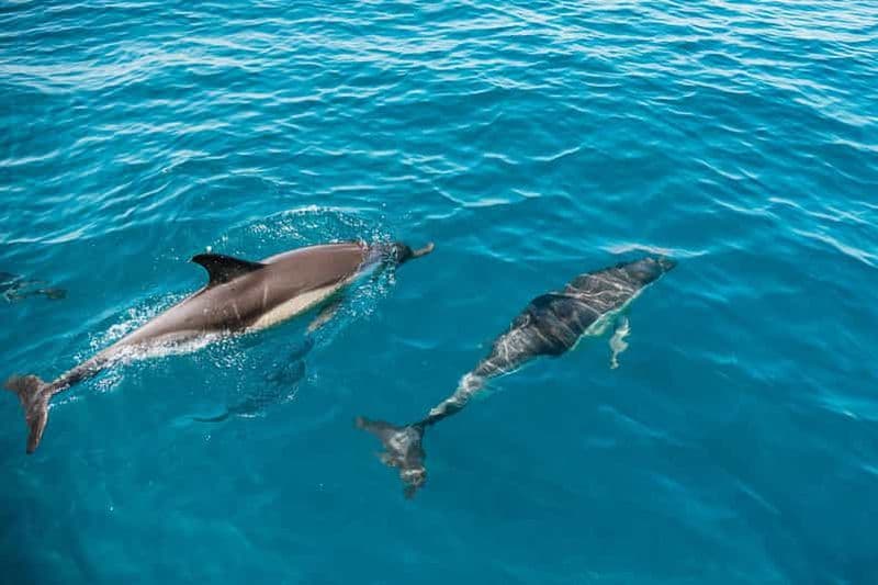 Lagos : Observation des dauphins avec un biologiste marin professionnel