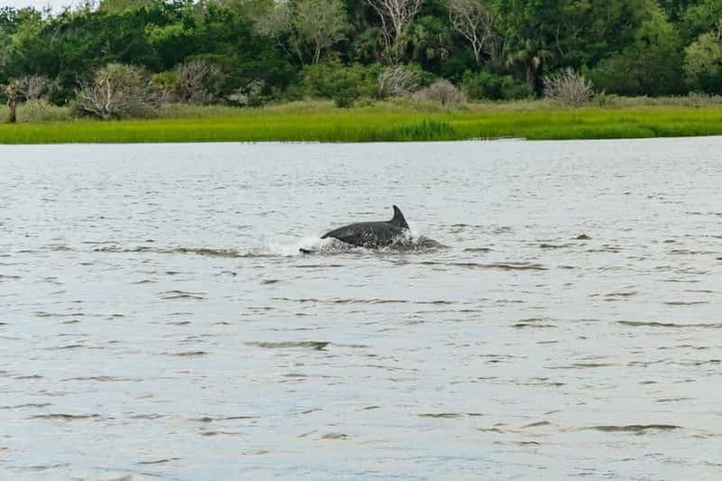 Billet Savannah : Excursion aux dauphins de l'île de Tybee