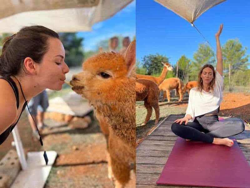 IBIZA : Cours de yoga chez les alpagas