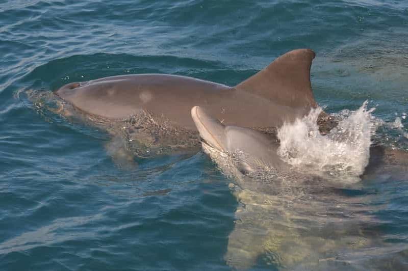 Côte ouest : nagez et faites du snorkeling avec des dauphins lors d'une excursion en hors-bord.