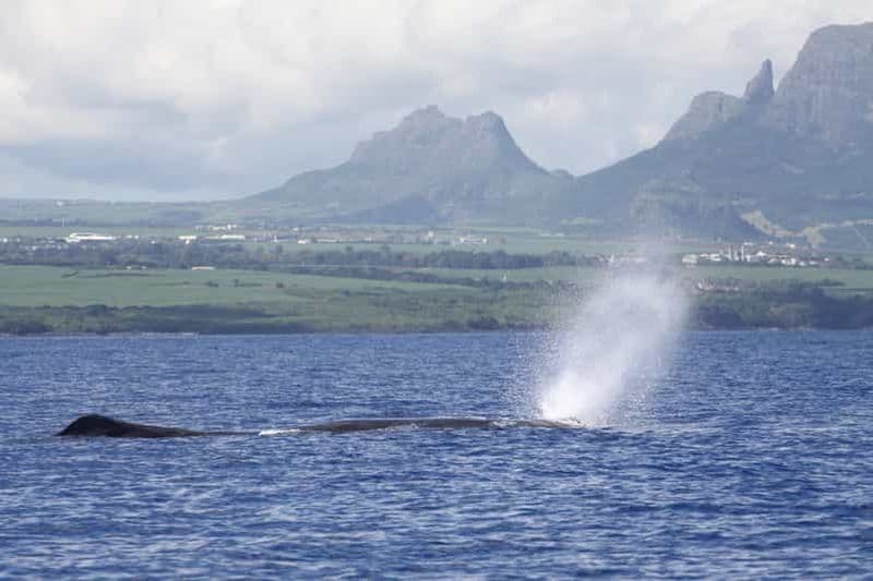 Billet Rivière Noire : Nage avec les dauphins et observation des baleines en hors-bord