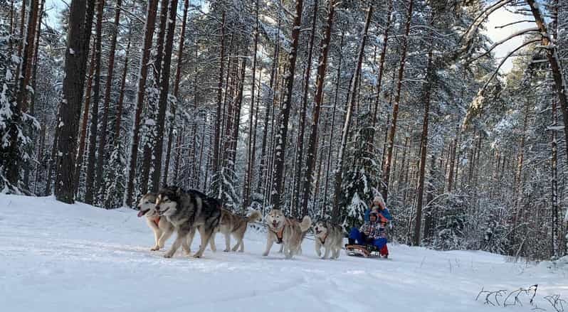 Billet Au départ de Riga : excursion en traîneau à huskies ou en kart à roues