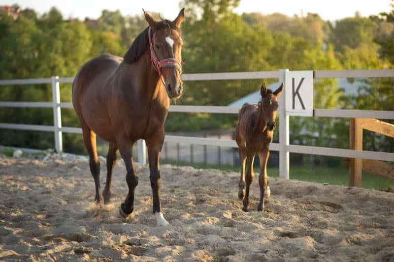Billet Au départ de Cracovie : demi-journée d'équitation au bord du lac