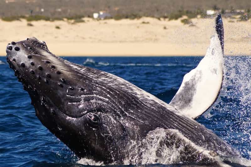 Cabo San Lucas : 2,5 heures d'observation des baleines