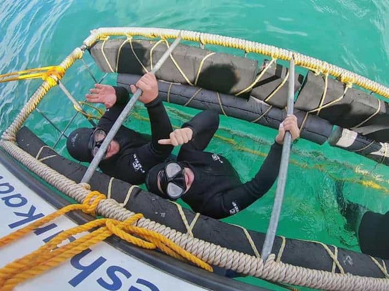 Gansbaai : plongée en cage avec les requins et excursion en bateau pour observer les requins