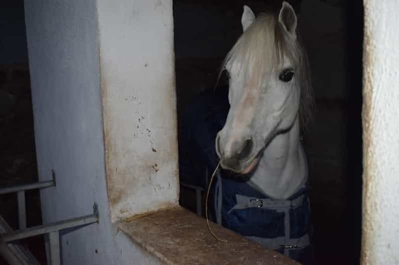 Excursion à cheval dans les bois de la Maddalena