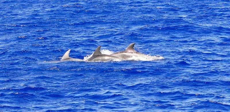 Billet Majorque : sortie en bateau de 2 heures et demie pour l'observation des dauphins