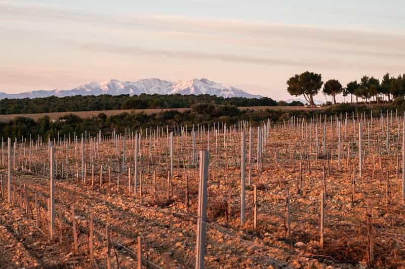 Rivesaltes – Secrets du Terroir et Dégustation de Vins Uniques!