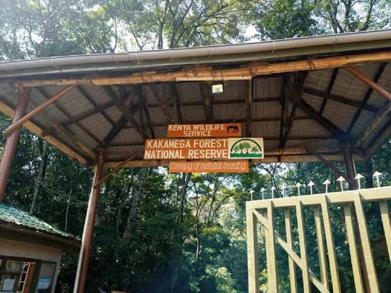 Forêt de Kakamega : Safari d'observation des oiseaux