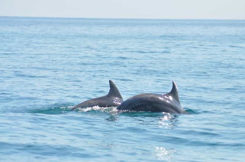 Djerba : 2 heures en bateau pour observer les dauphins