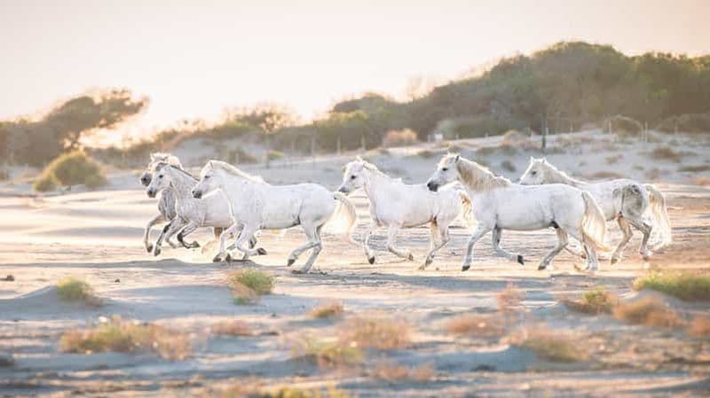 Camargue : Atelier photo dans les marais avec chevaux en liberté